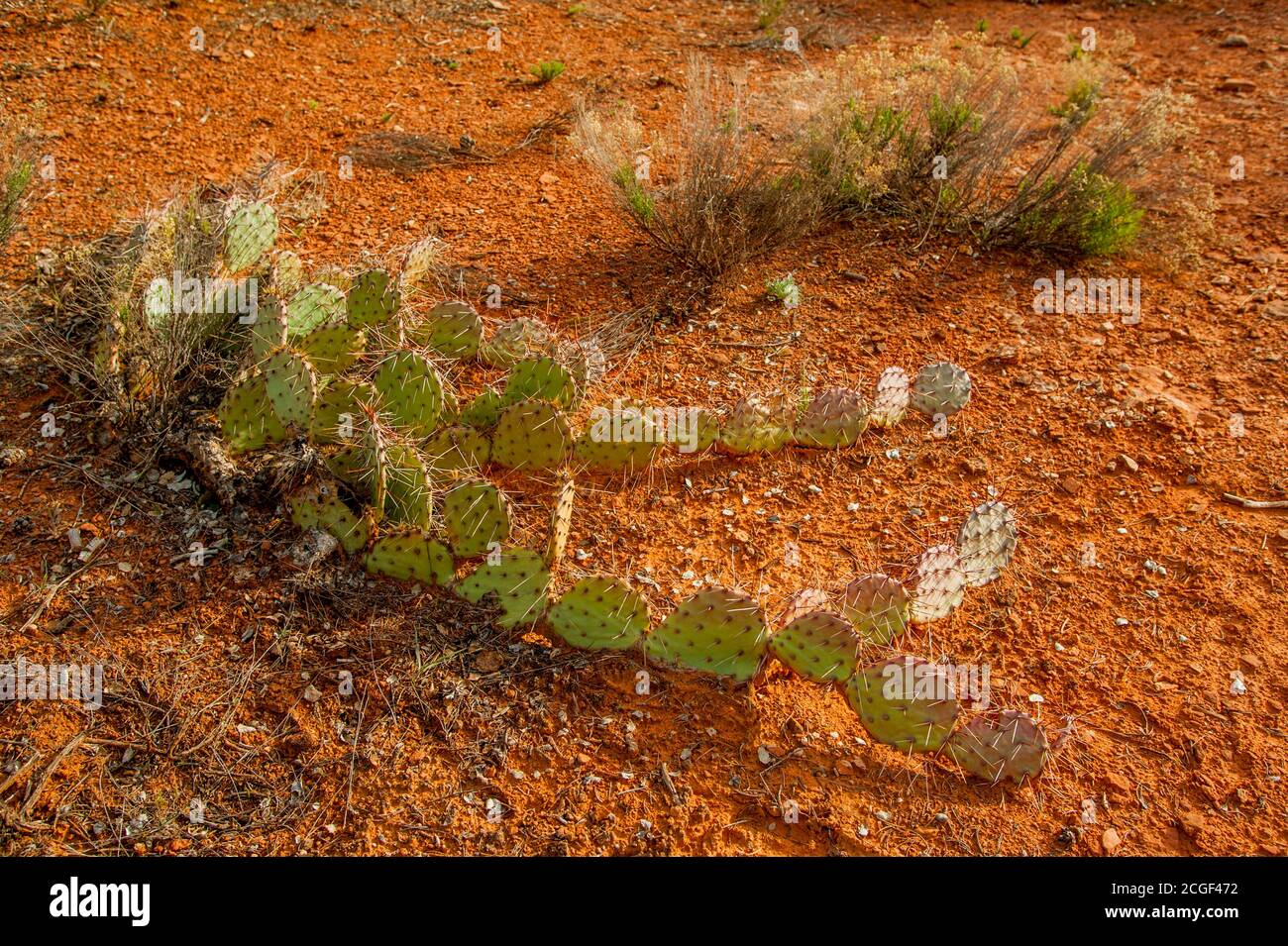 A prickly pear cactus creeping over the ground after tipping over near Sedona, Arizona, USA. Stock Photo