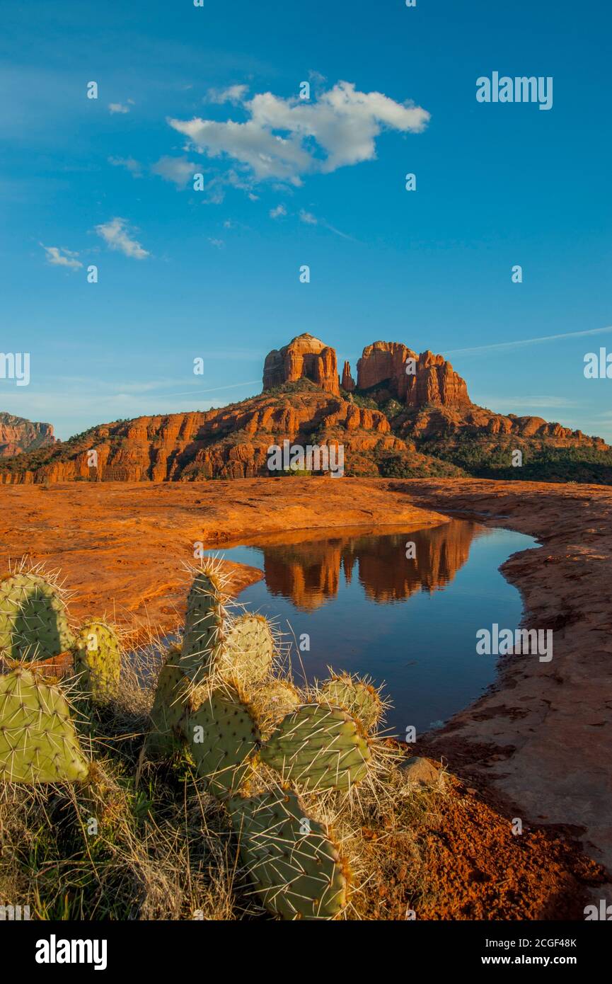 Cathedral Rock is reflecting in the puddle of water near Sedona, Arizona, USA with a prickly pear cactus (Opuntia phaeacantha) in the foreground. Stock Photo