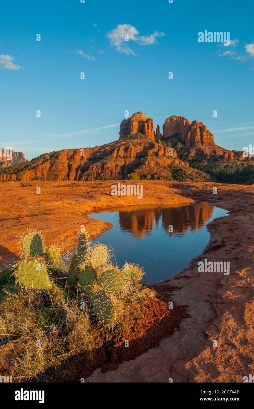 Cathedral Rock is reflecting in the puddle of water near Sedona, Arizona, USA with a prickly pear cactus (Opuntia phaeacantha) in the foreground. Stock Photo