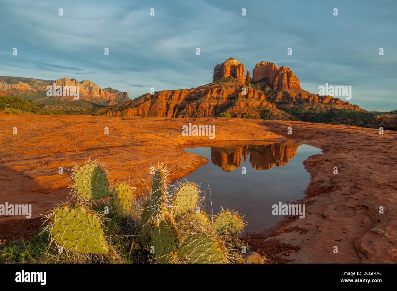 Cathedral Rock is reflecting in the puddle of water near Sedona, Arizona, USA with a prickly pear cactus (Opuntia phaeacantha) in the foreground. Stock Photo