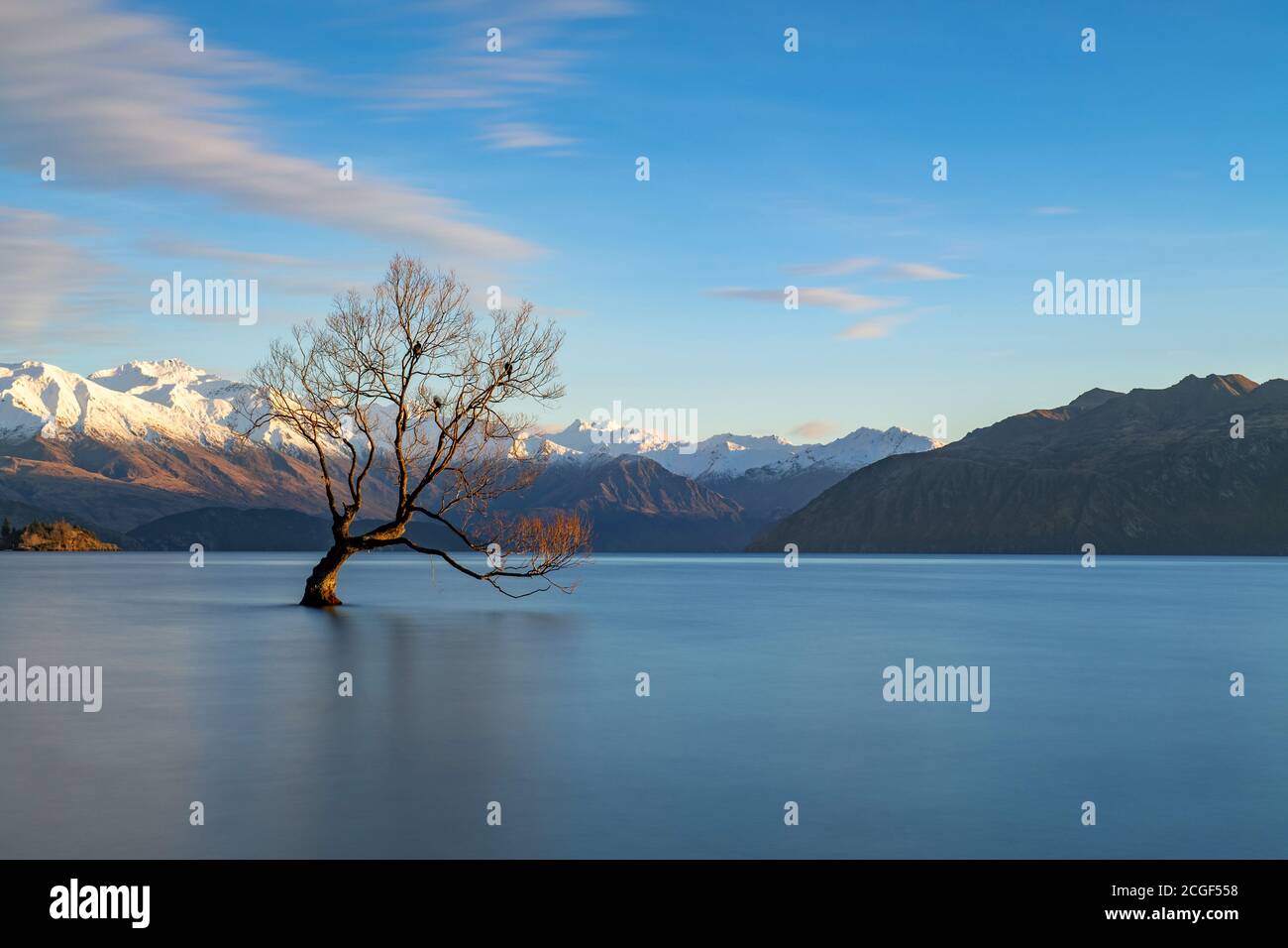 Wanaka trees in the morning water in the background is a mountain with snowy peaks. Blue skies with beautiful clouds at Glendhu Bay, Otago, New Zealan Stock Photo