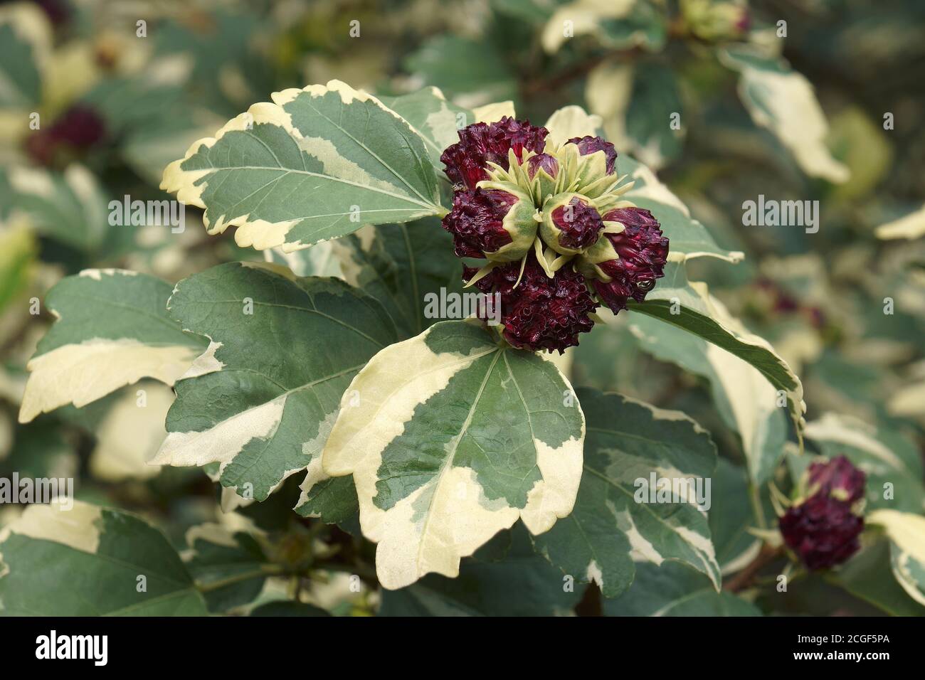 Variegated Rose of Sharon (Hibiscus syriacus 'Purpureus Variegatus' Stock  Photo - Alamy