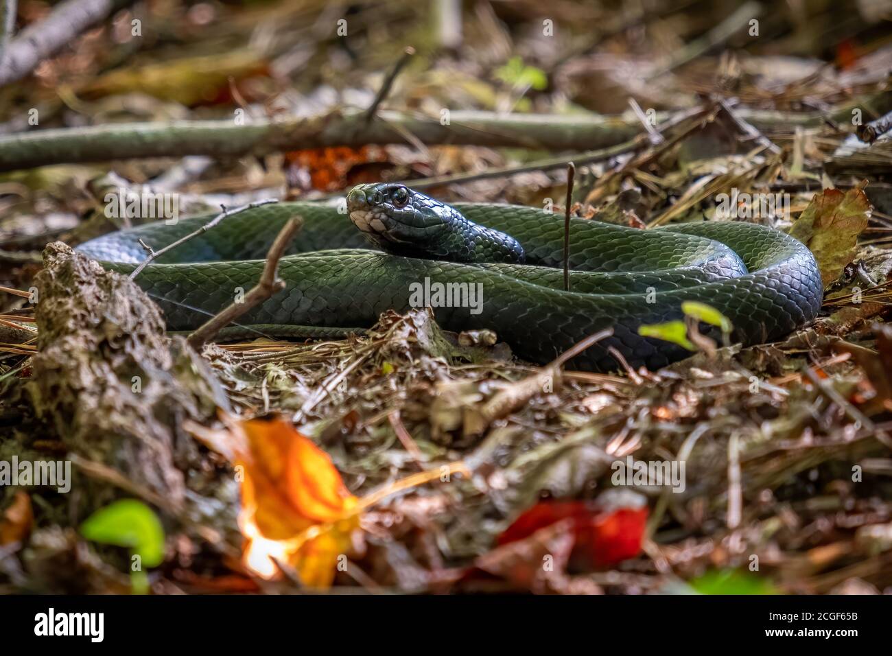 A Northern Black Racer lays in a coil as it relaxes on the forest floor. Raleigh, North Carolina. Stock Photo