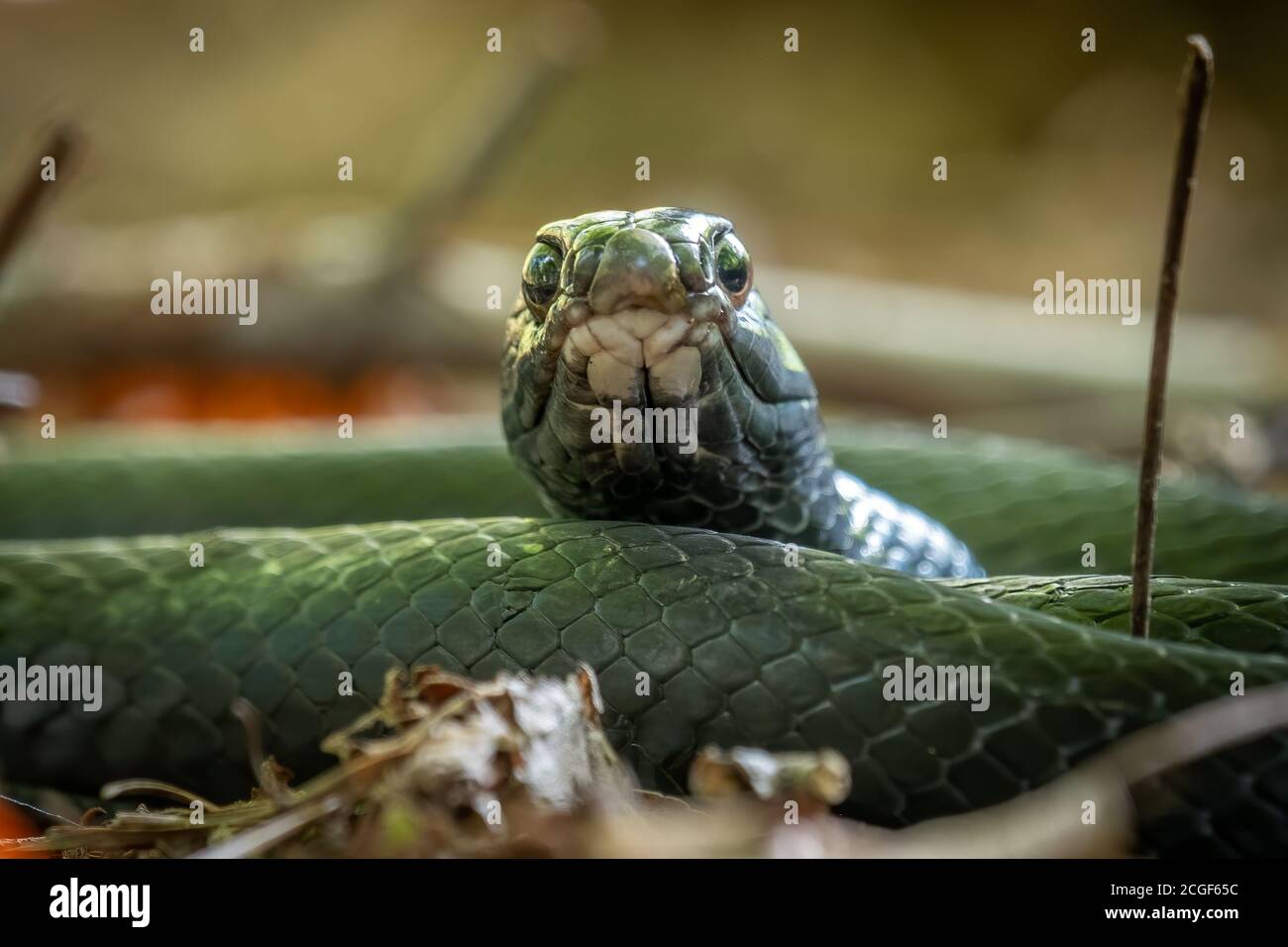 Close up of a Northern Black Racer lays in a coil as it relaxes on the forest floor. Raleigh, North Carolina. Stock Photo