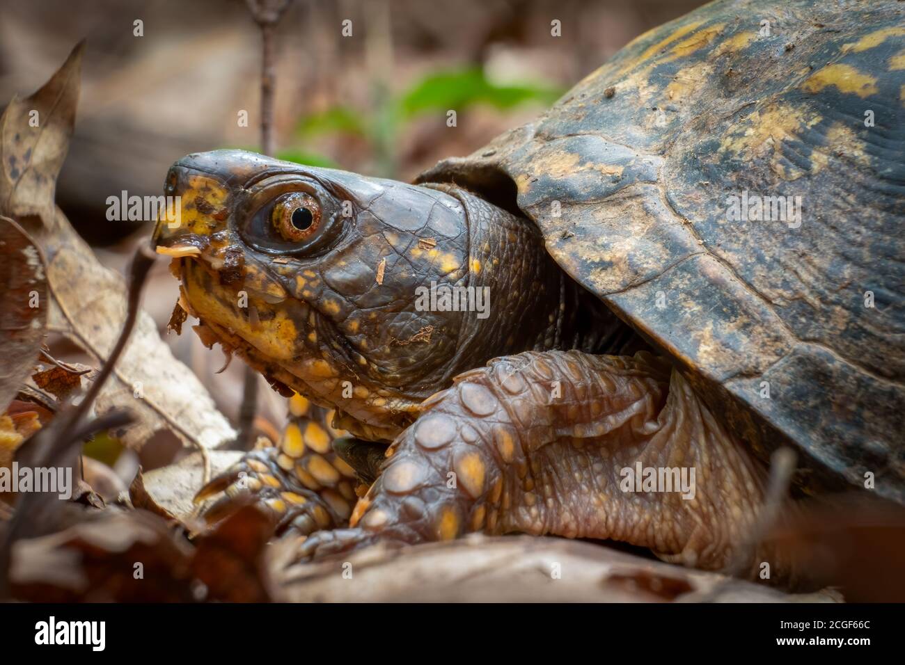 Close up of a female Eastern Box Turtle in the woods. Raleigh, North