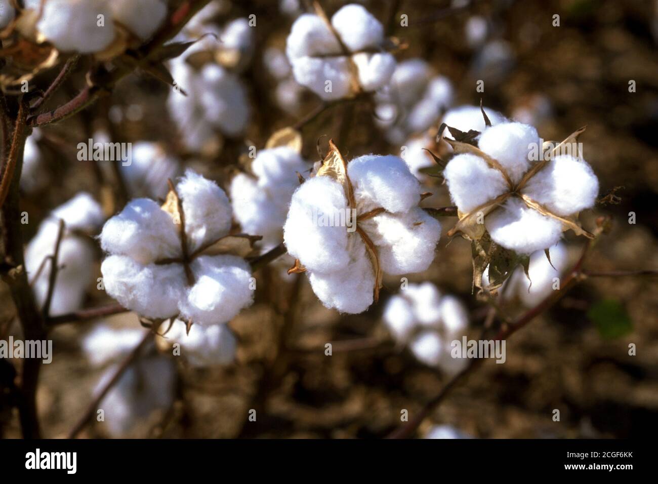 Cotton blooming on a plant Stock Photo Alamy