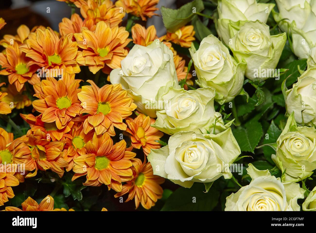 light green rose and orange chrysanthemum. Bouquet of rosaprima green tea  roses and orange daisy flowers close-up Stock Photo - Alamy