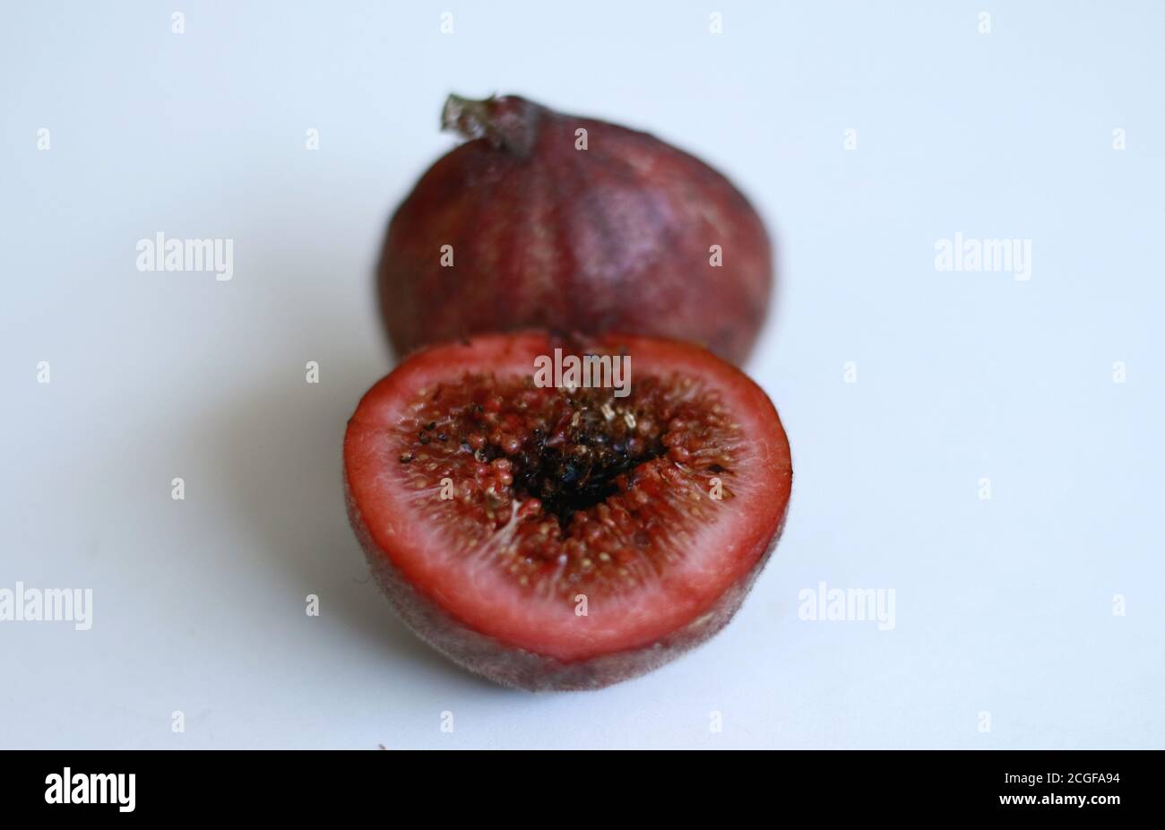 Cluster fig tree or Indian fig tree on white background. Stock Photo
