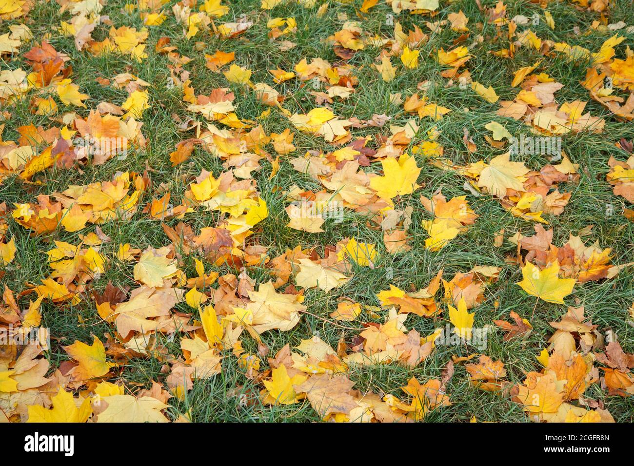 Fallen maple leaves on green grass in the autumn season. Autumn theme ...