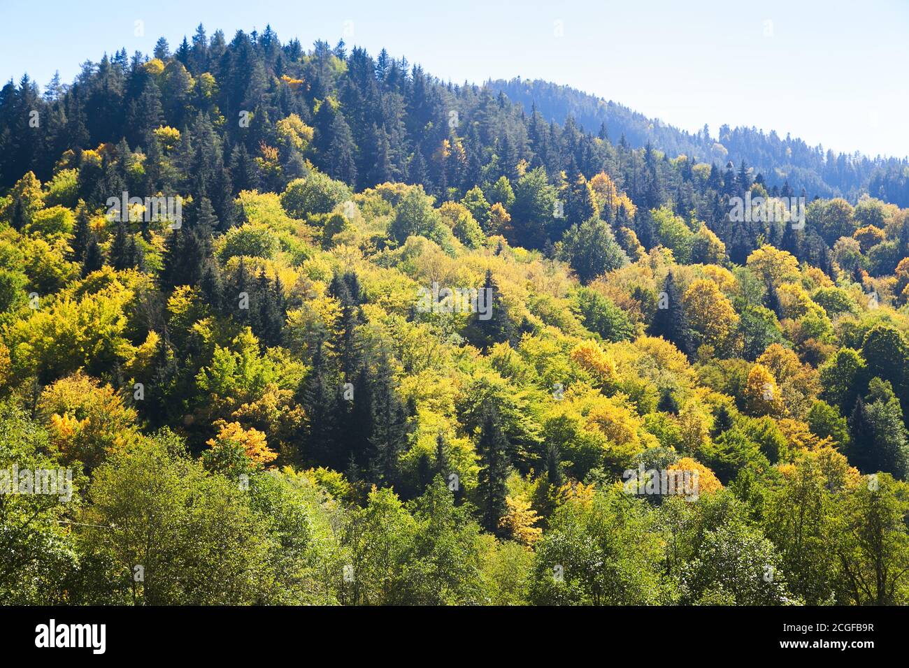 forest on a hill in the fall with blue sky Stock Photo - Alamy