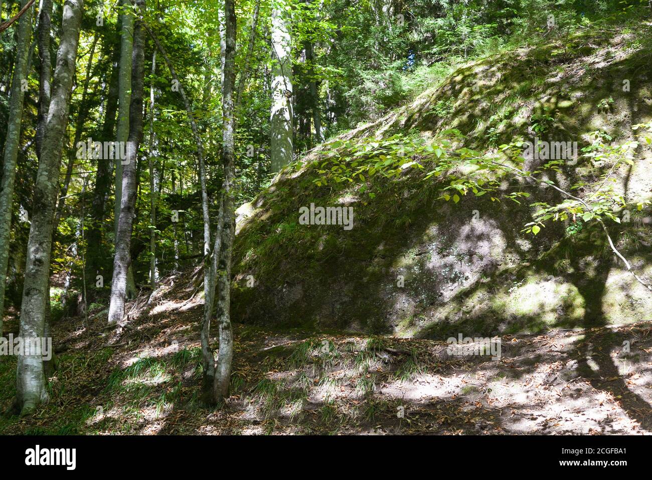 Huge round rock in the sunlit forest Stock Photo - Alamy