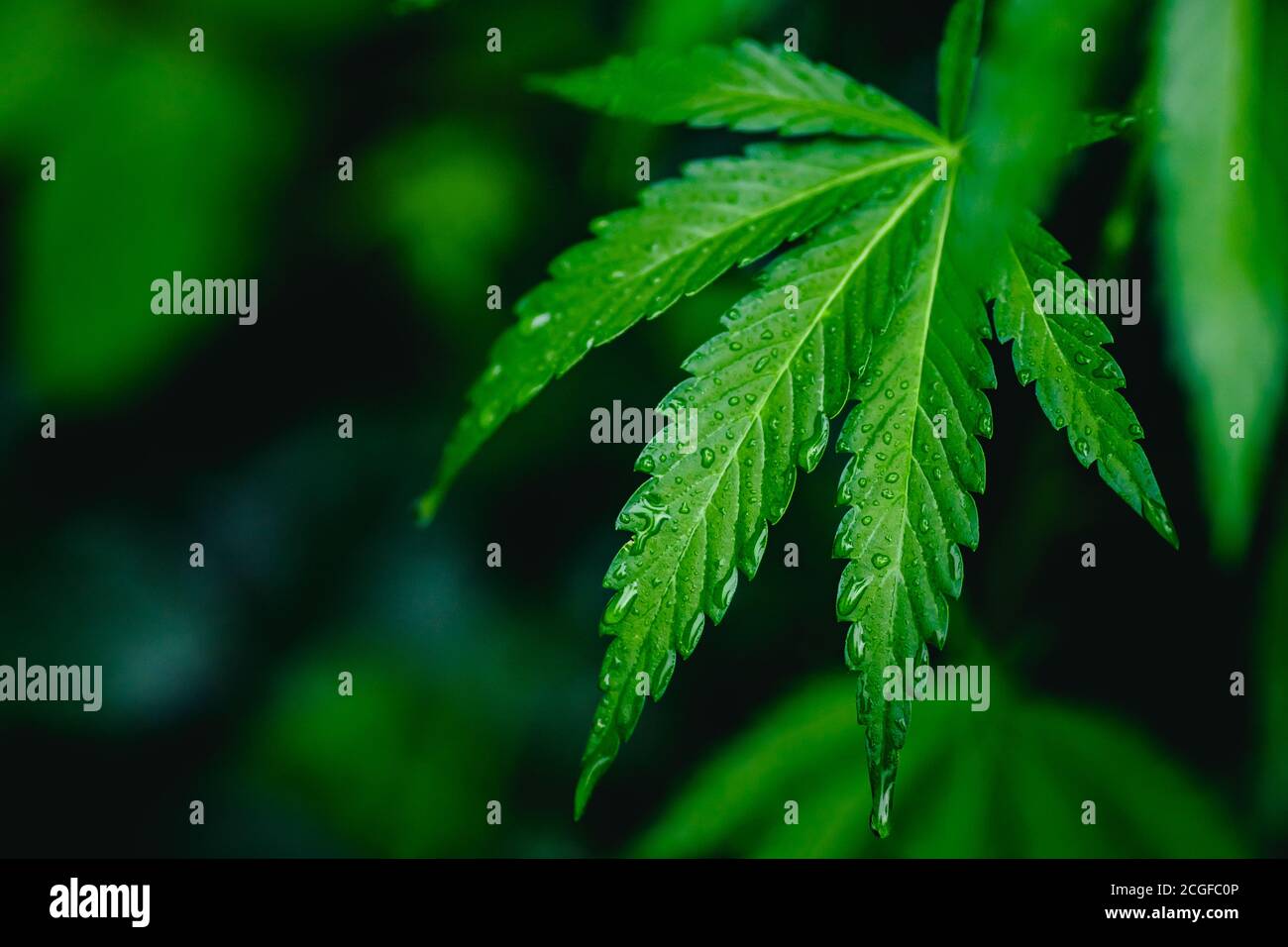 Bush green marijuana cannabis on blurred background Stock Photo