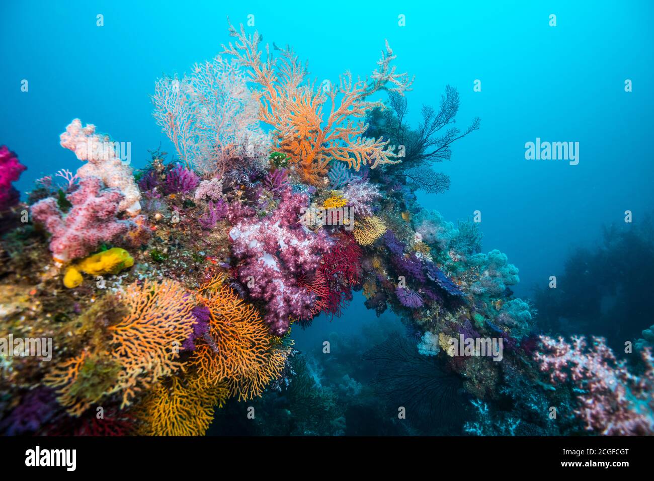 A lot of colorful soft corals cover the artificial fish reef against the background of the blue water. Stock Photo