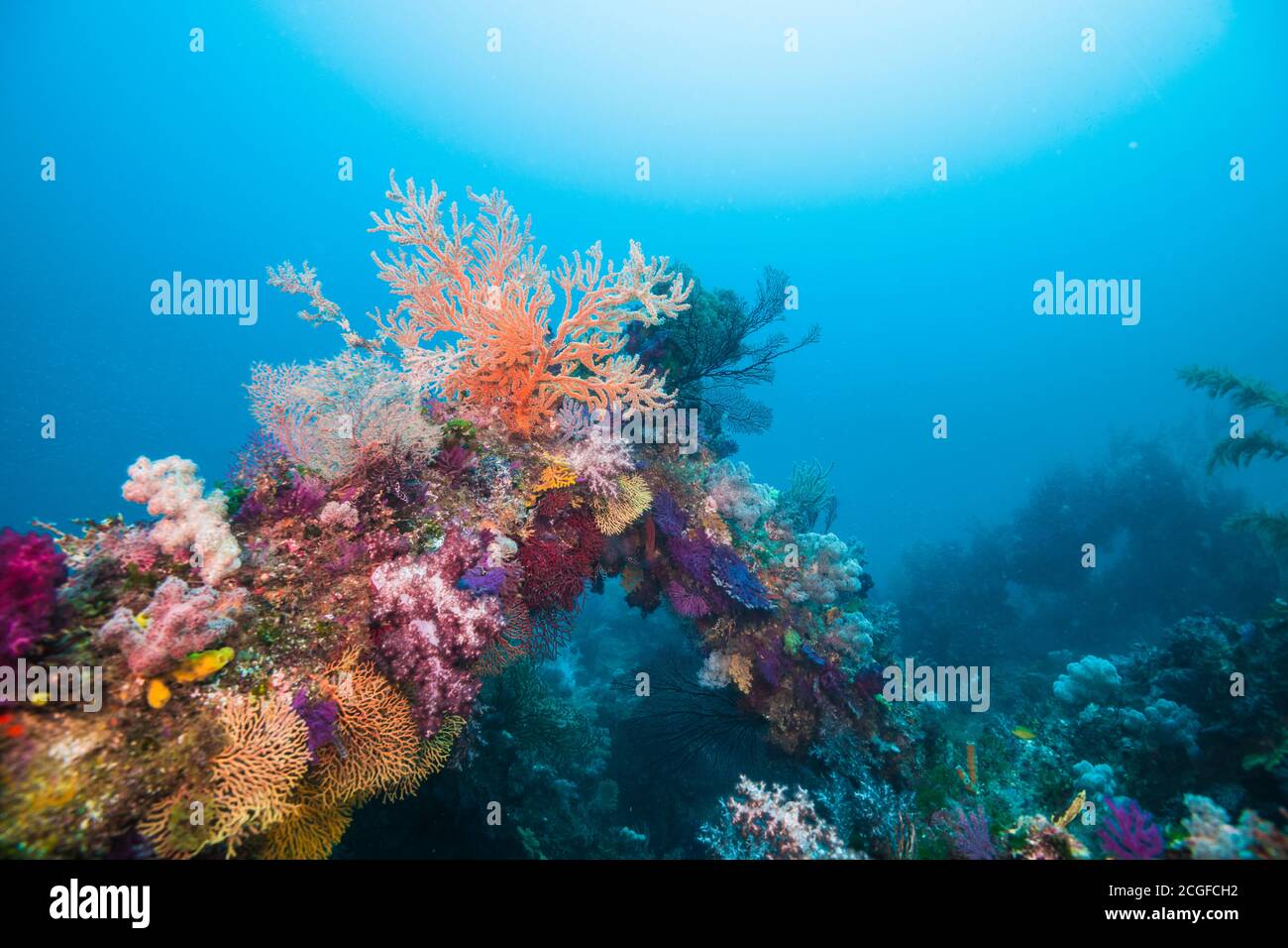 A lot of colorful soft corals cover the artificial fish reef against the background of the blue water. Stock Photo