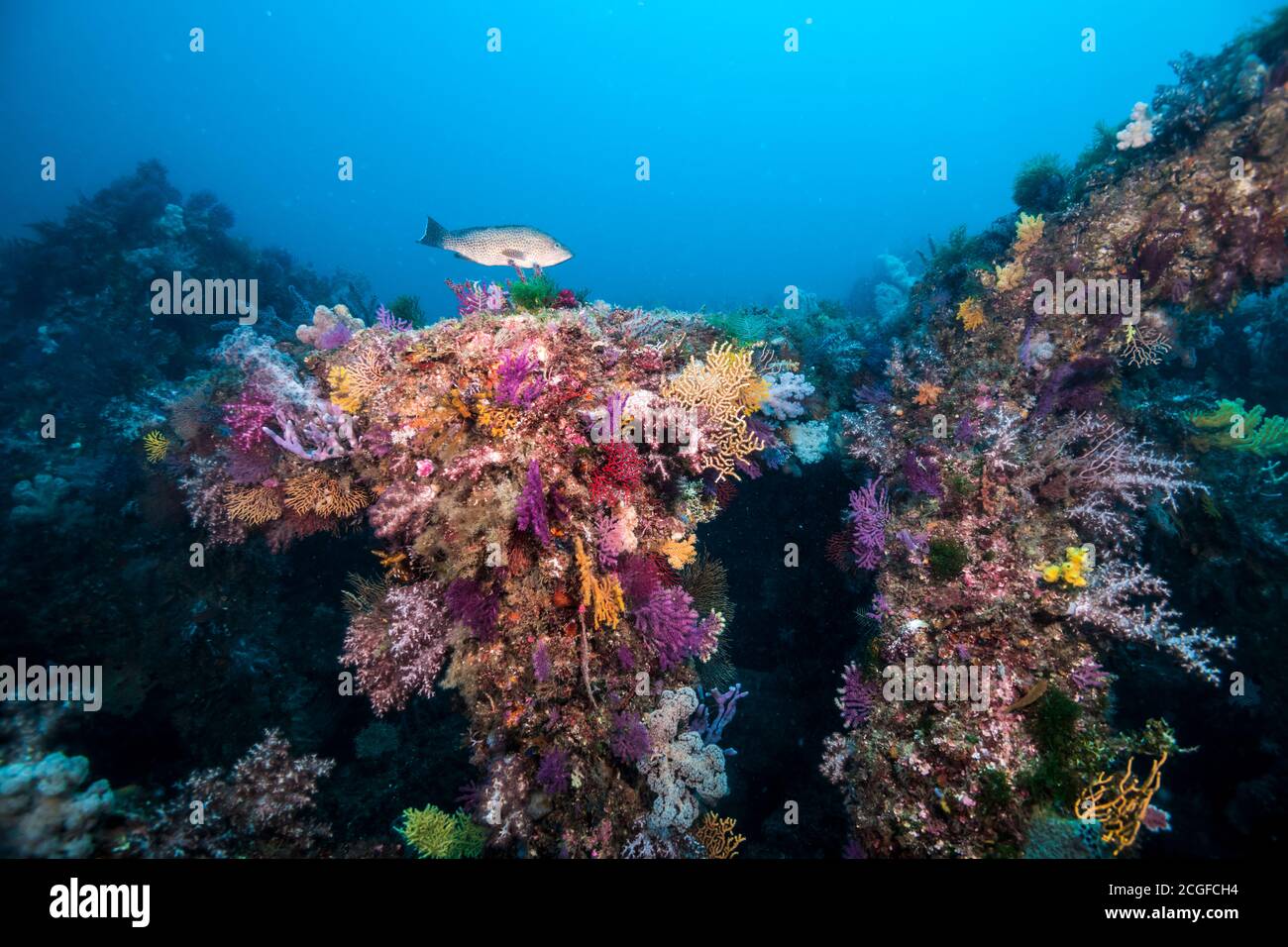 A lot of colorful soft corals cover the artificial fish reef against the background of the blue water. with a fish Stock Photo