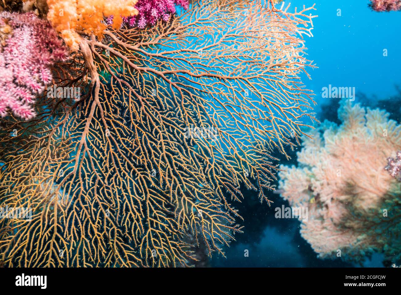 A lot of colorful soft corals cover the artificial fish reef against the background of the blue water. Stock Photo