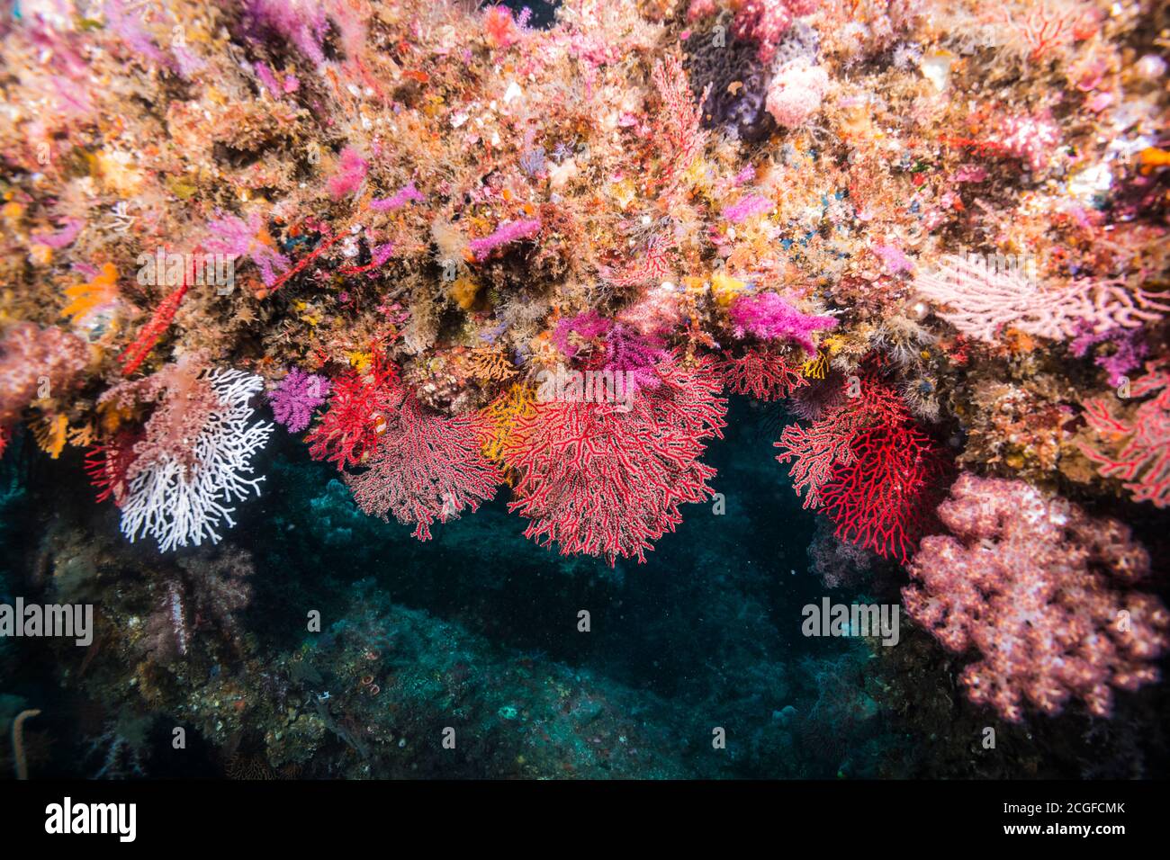 fan corals ,Melithaea flabellifera (Kükenthal, 1908), at artificial fish reef. Stock Photo