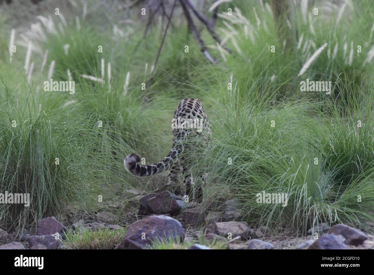 Arabian Leopard (Panthera pardus nimr) native to Arabian Peninsula & critically endangered IUCN Red List, at Al Hefaiyah Mountain Conservation Centre. Stock Photo