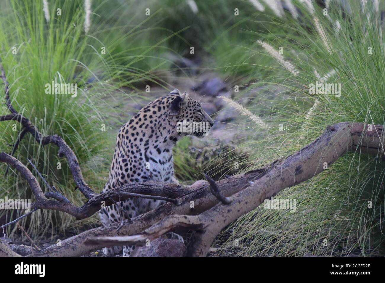 Arabian Leopard (Panthera pardus nimr) native to Arabian Peninsula & critically endangered IUCN Red List, at Al Hefaiyah Mountain Conservation Centre. Stock Photo