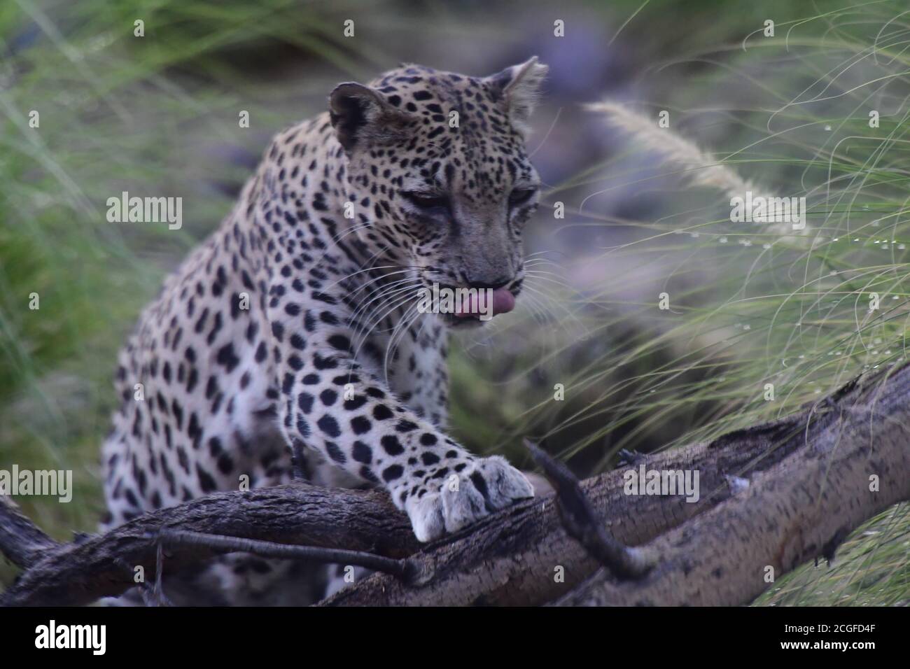 Arabian Leopard (Panthera pardus nimr) native to Arabian Peninsula & critically endangered IUCN Red List, at Al Hefaiyah Mountain Conservation Centre. Stock Photo