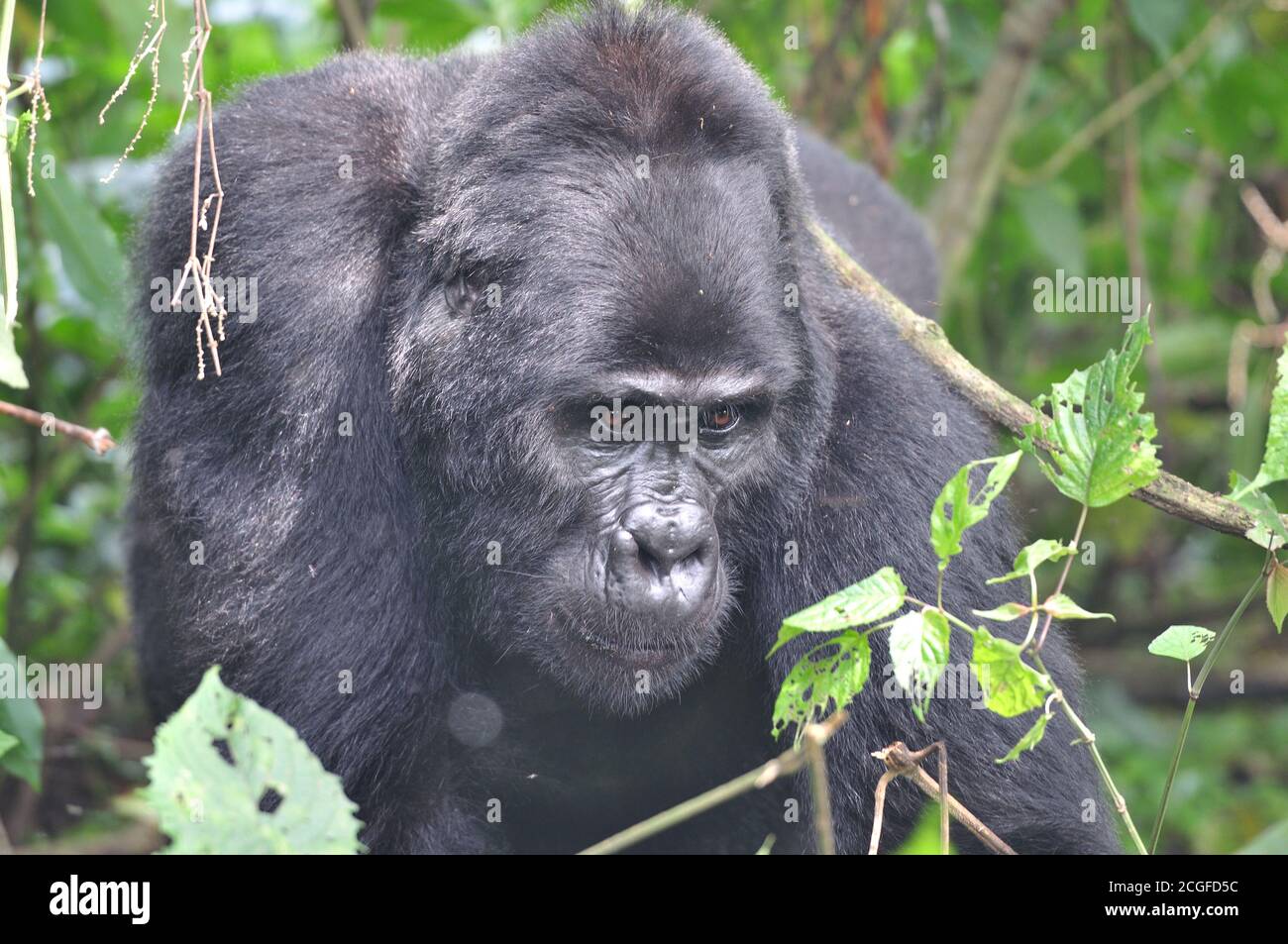 Blackback Gorilla High Resolution Stock Photography And Images Alamy