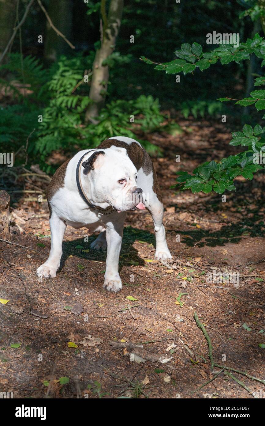 11 year old english bulldog