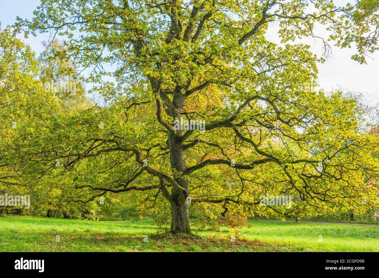 Autumn colors on an oak tree Stock Photo - Alamy