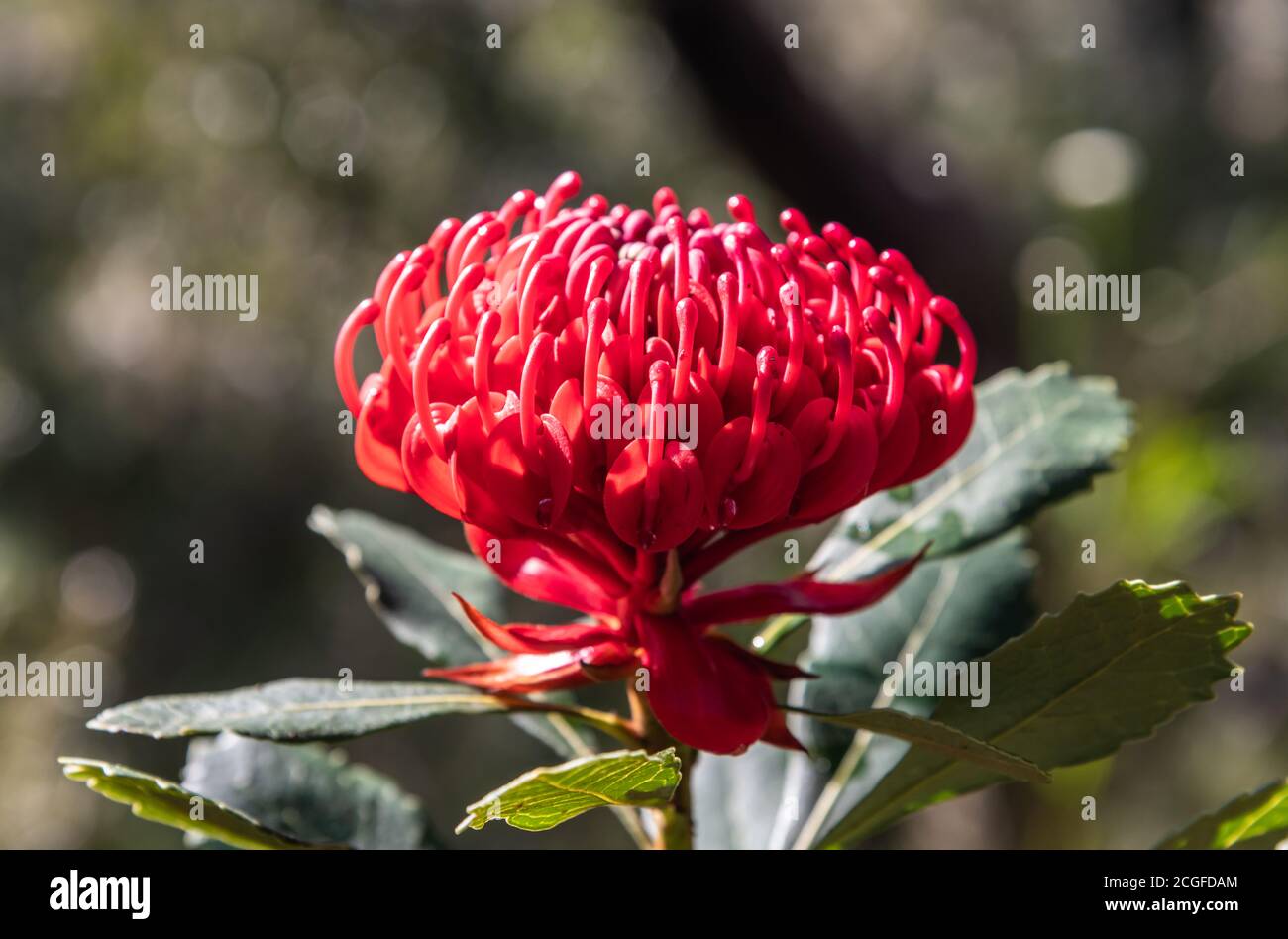 Beautiful Native Red Waratah flower in bloom ready for Spring. Brisbane Water National Park, Patonga on the Central Coast of NSW, Australia. Stock Photo