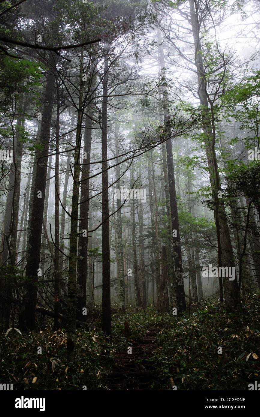 Beautiful foggy green forest vertical hi-res stock photography and ...