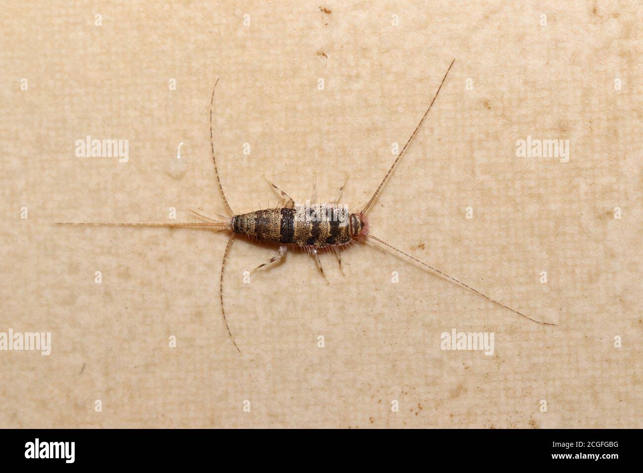 Banded silverfish (Thermobia domestica) top view, a common household pest. Stock Photo