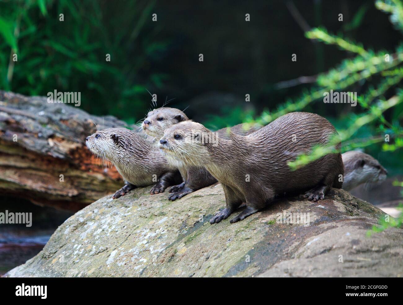 Three short-clawed Asian Otters resting on rocks all looking in the same direction with a natural background Stock Photo