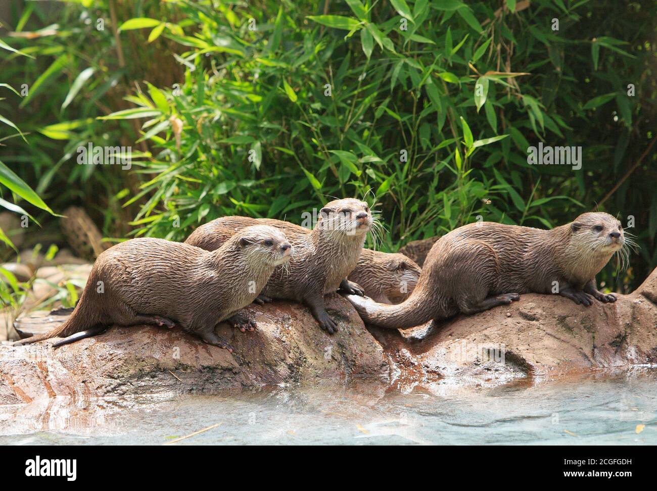 Short clawed Asian otters having fun around a small pool Stock Photo