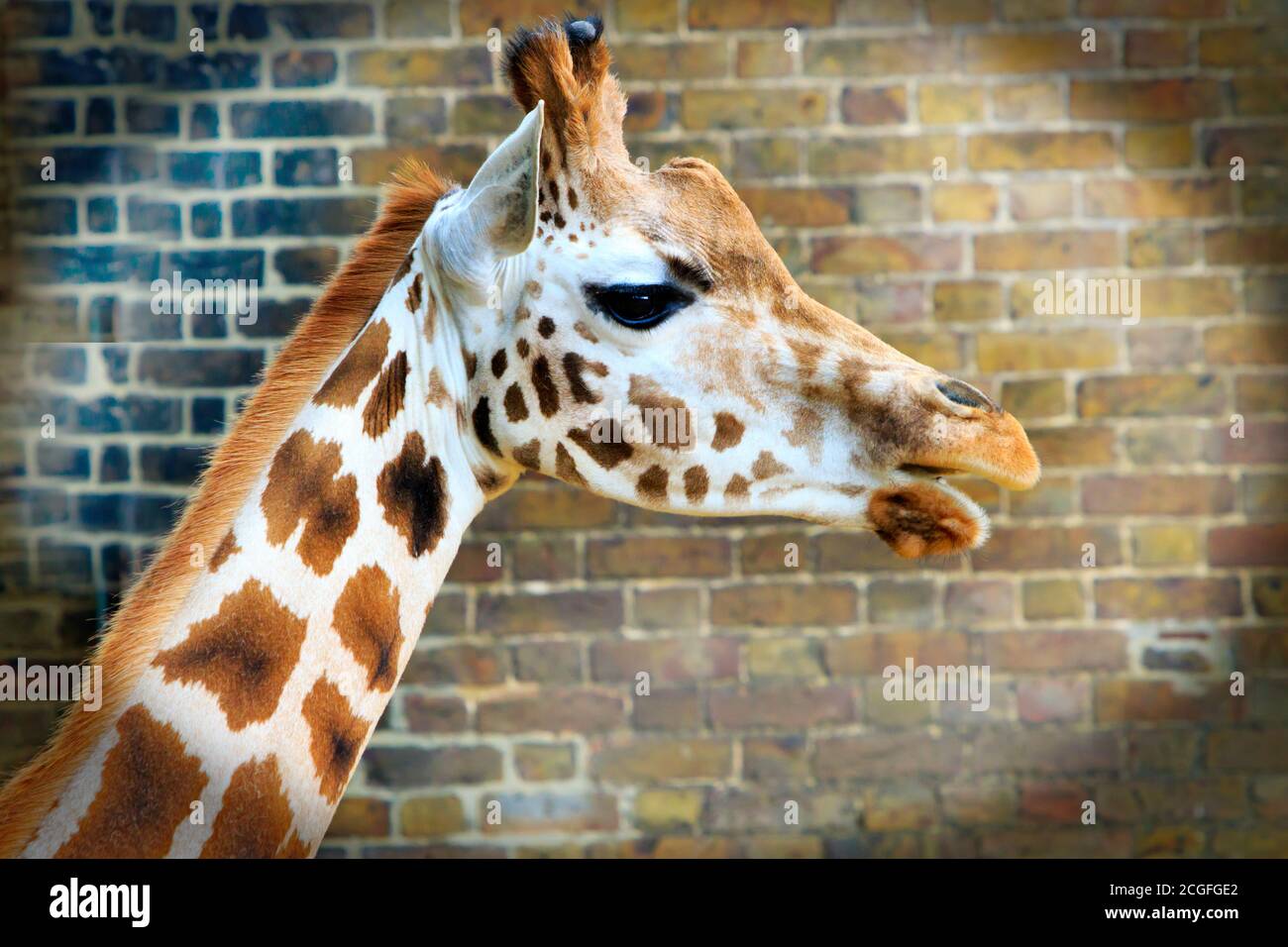 Rothschild Giraffe close up in captivity Stock Photo