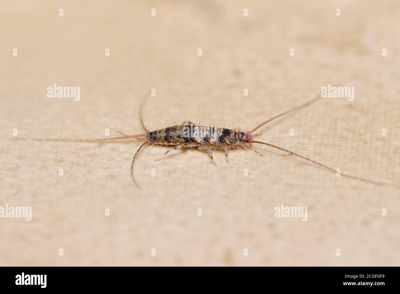 Banded silverfish (Thermobia domestica) lateral view, a common household pest Stock Photo