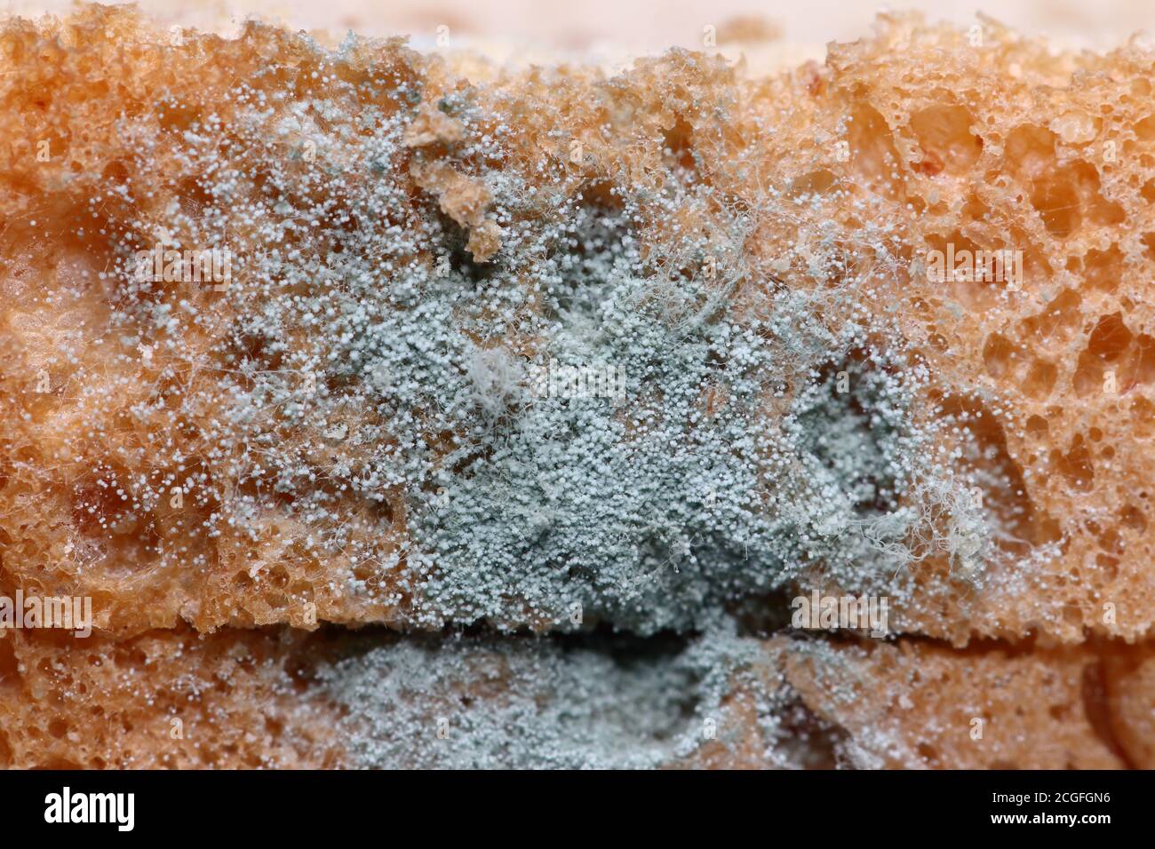 Closeup bread mold fungus (Penicillium sp.) show detail of sporangiospore, sporangium, rhizoid and stolon Stock Photo