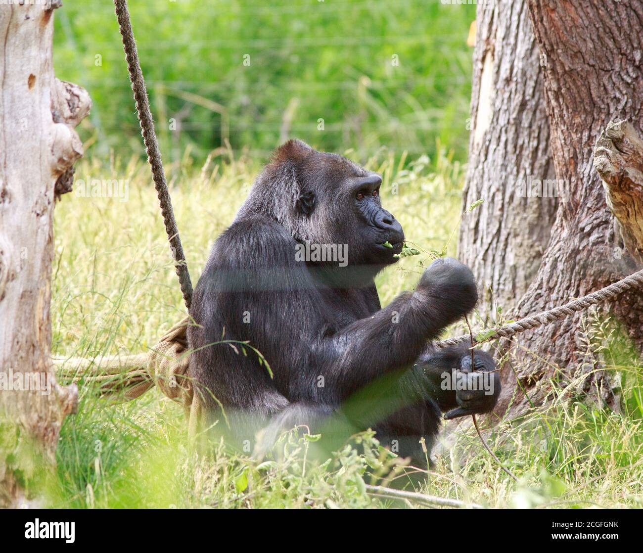 Western Lowland Gorilla resting next to a rope and feeding on a tree branch with a natural lush grass background, London Zoo Stock Photo