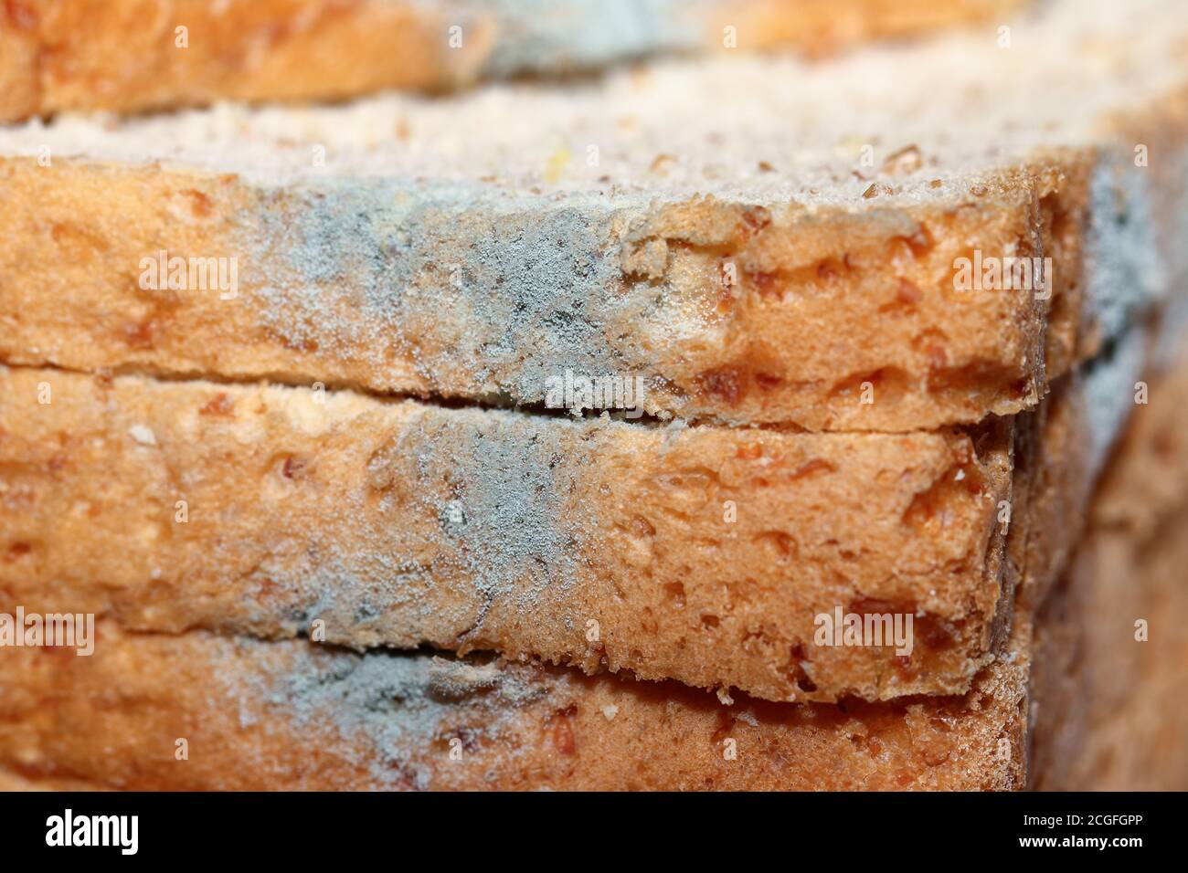 Fungus mold (Penicillium sp.) growing on expire slice whole wheat bread Stock Photo