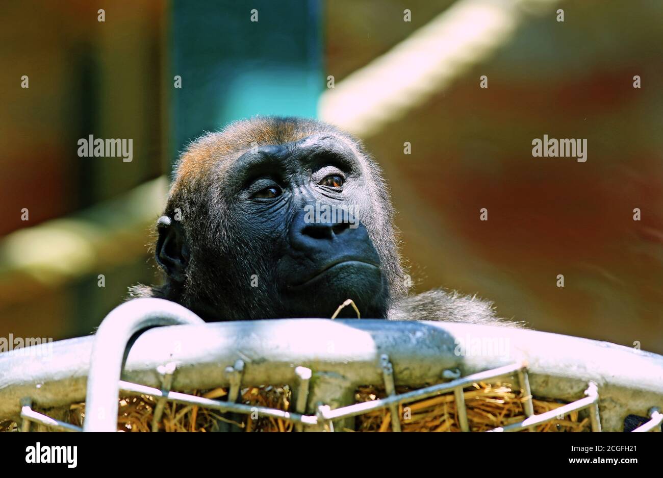 A Captive western lowland gorilla baby in a manmade nest, with it's face peeping over the top, with shadows to LHS of face Stock Photo
