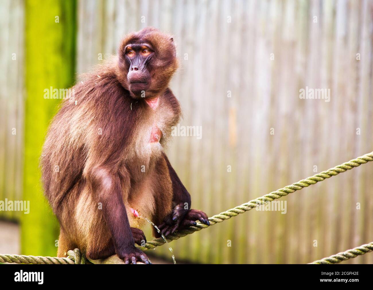 Captive Gelada Monkey (Theropithecus gelada) sitting on a rope while