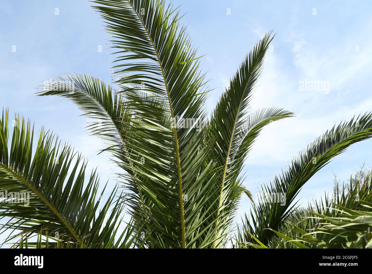 Beautiful palm leaves on a blue sky background Stock Photo - Alamy