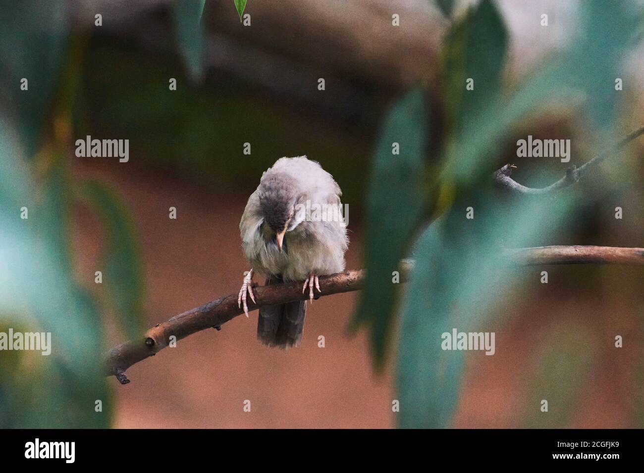 Jungle babbler (Turdoides striata) common bird – Delhi - india. Stock Photo