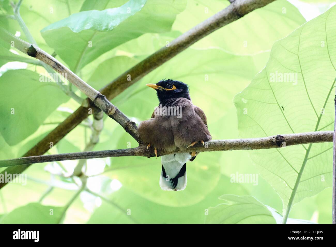 Jungle babbler (Turdoides striata) common bird – Delhi - india. Stock Photo