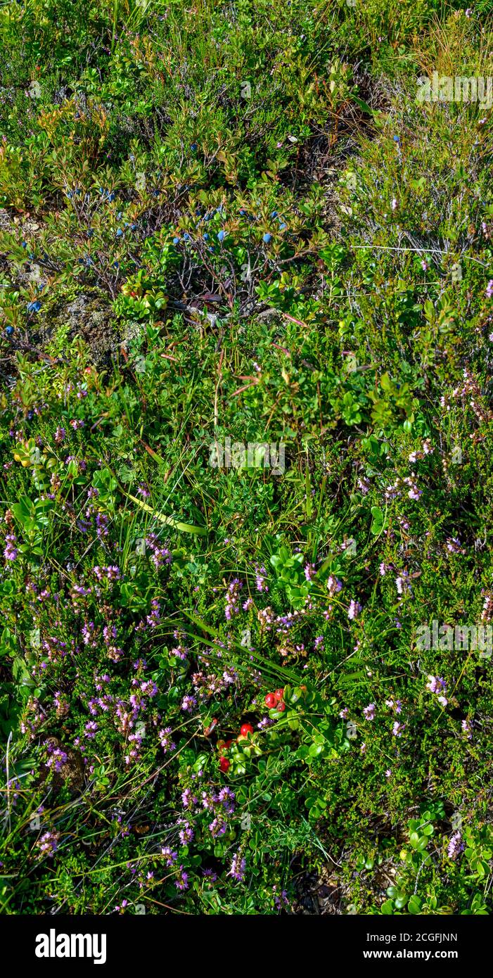 vegetation with blackberries, cranberry bushes and alpine heather on an alp in Eastern Tirol, Austria Stock Photo