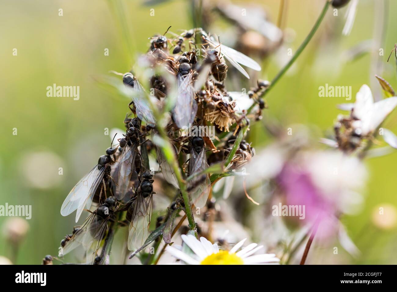 Black Garden Ants Lasius niger, winged male and females ready for