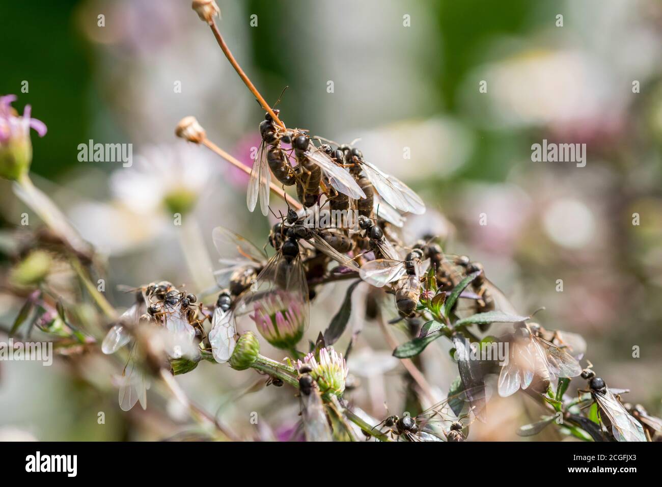 Black Garden Ants Lasius niger, winged male and females ready for