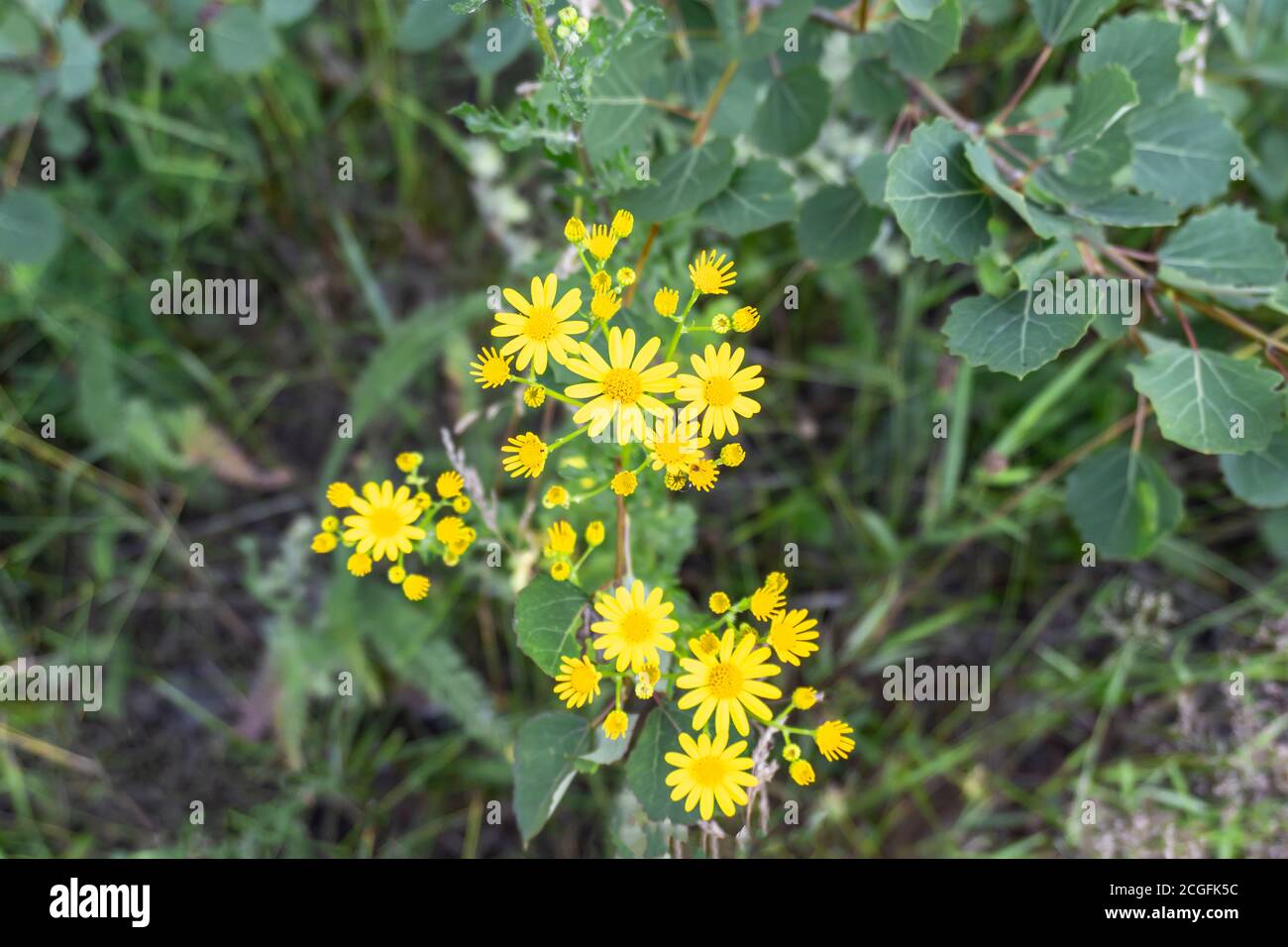 Photos of wildflowers hi-res stock photography and images - Alamy