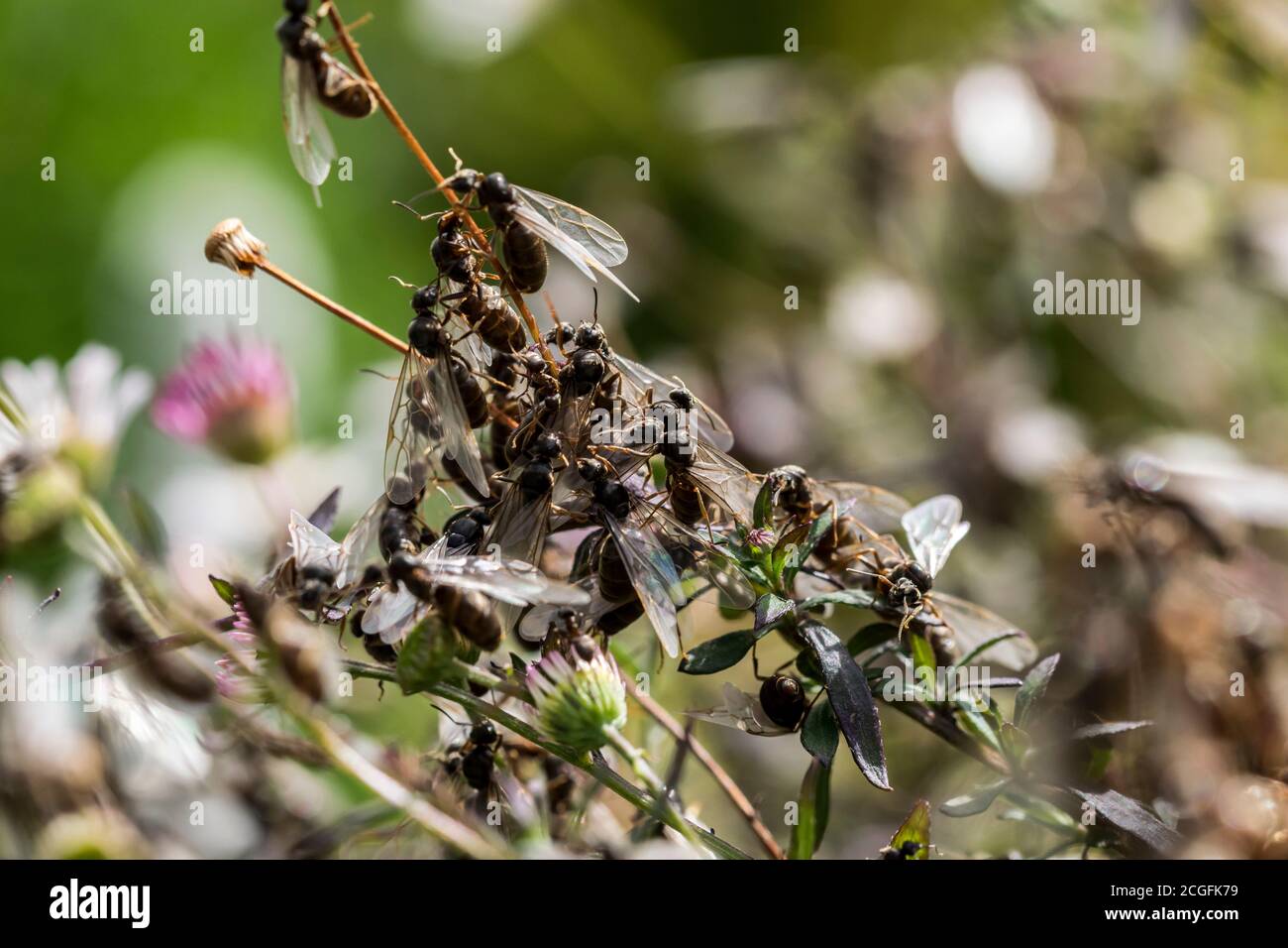 Black Garden Ants Lasius niger, winged male and females ready for