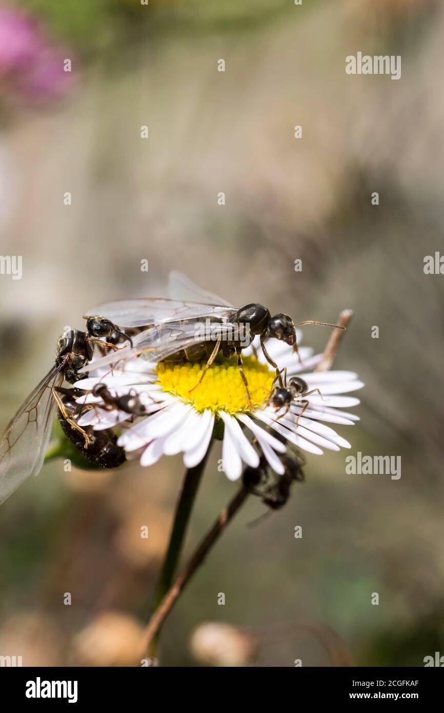 Black Garden Ants Lasius niger, winged male and females ready for