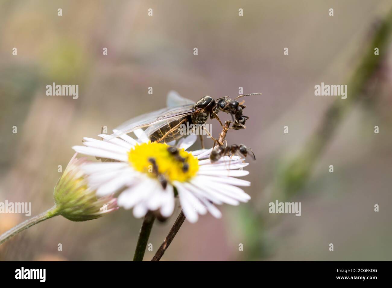 Black Garden Ants Lasius niger, winged male and females ready for