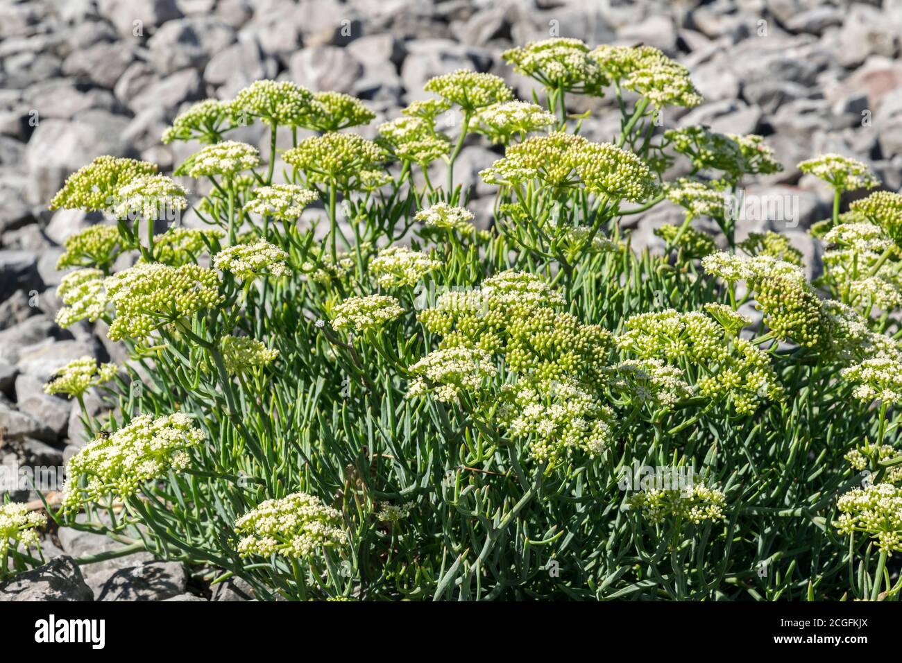 Rock Samphire Crithmum maritimum growing on the North Wales coast Stock Photo